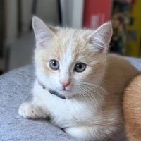 Photo of Piper