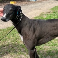 Photo of Oz