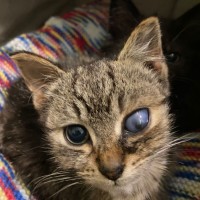 Photo of Timothy ^^Dandy Cat Rescue^^