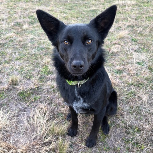 Vader - Australian Kelpie x Border Collie Dog