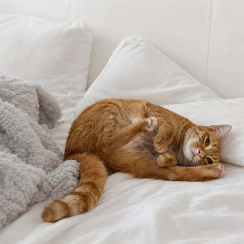 Maple - Domestic Short Hair (DSH) Cat