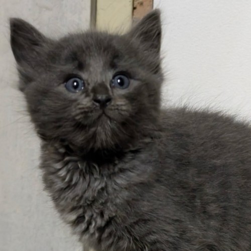 Baloo - Domestic Medium Hair (DMH) Cat