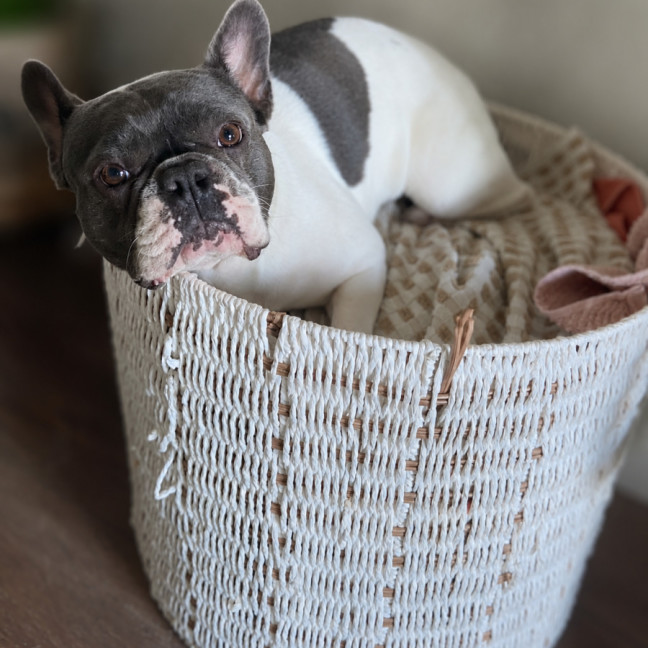 Photo of Dolly 