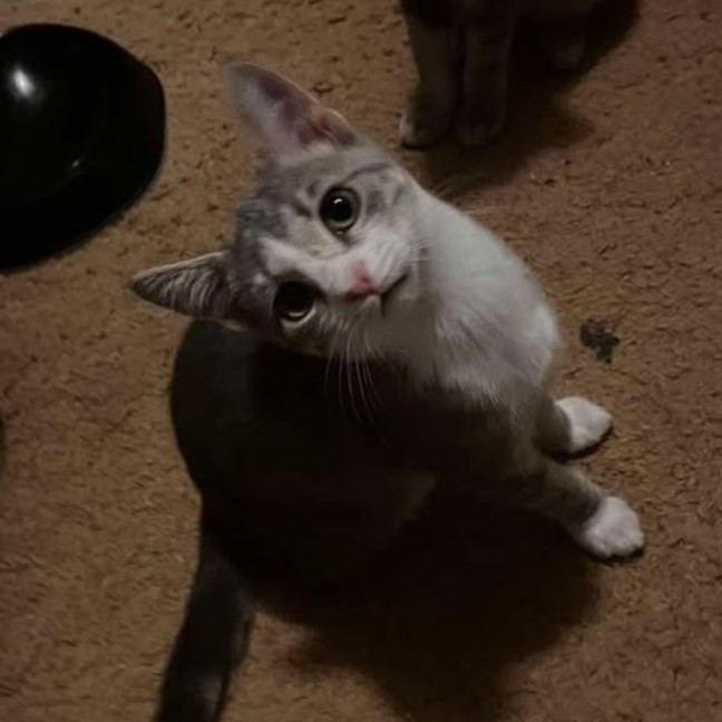 Photo of Georgie