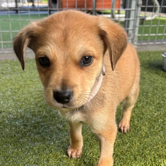 Photo of D1163 Gordo