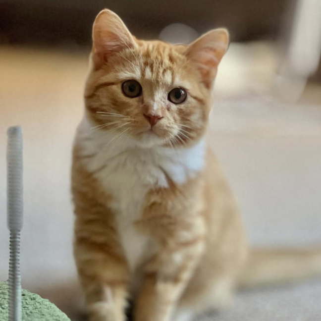 Photo of Harold Aka Beans