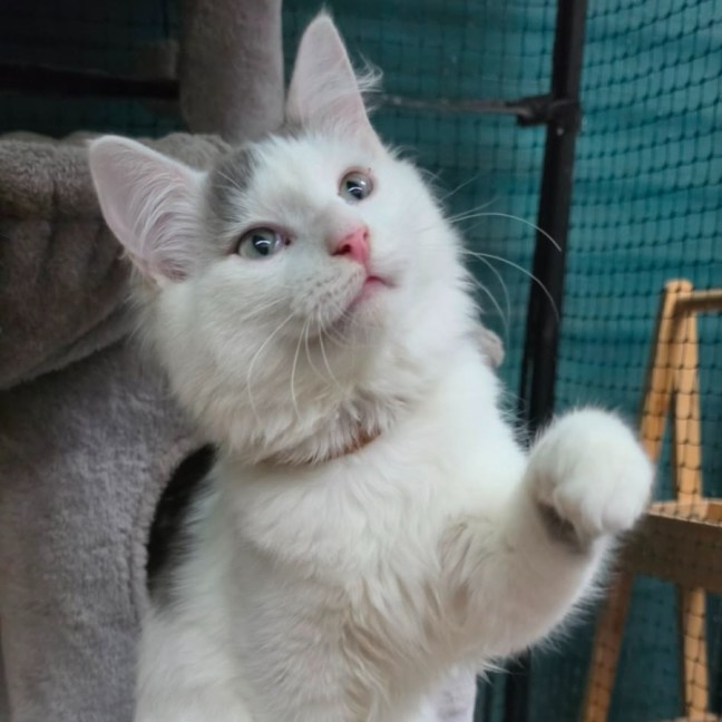 Photo of Olcay**2nd Chance Cat Rescue**