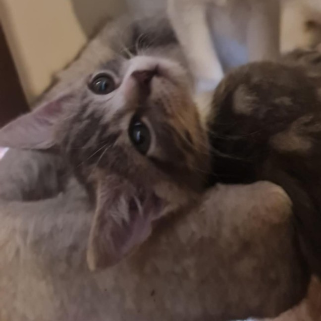 Photo of Maxx *9 Lives Project Rescue*