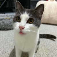 Photo of Capone 