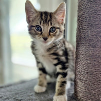 Photo of 🍞 Toast 🍞