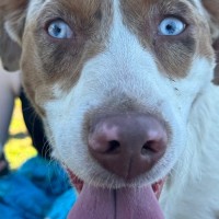 Photo of Nova