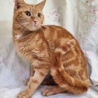 Photo of Citron