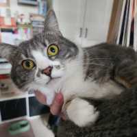 Photo of Paisley 