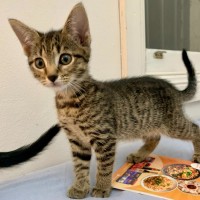 Photo of Bikkies