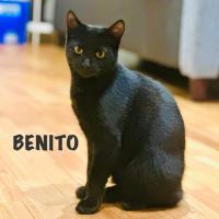 Photo of Benito