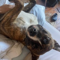 Photo of Gilligan