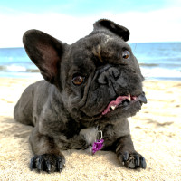 Photo of Harley Quinn