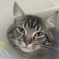 Photo of 💘 Romeo 6548 💘