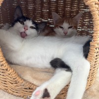 Photo of 🩶Apprentice And Arisaka🧡