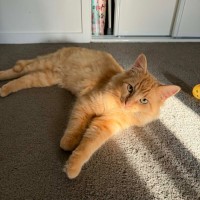 Photo of Gingee And Tonka 