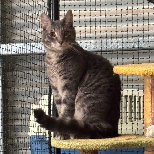 Bear - Domestic Short Hair (DSH) Cat