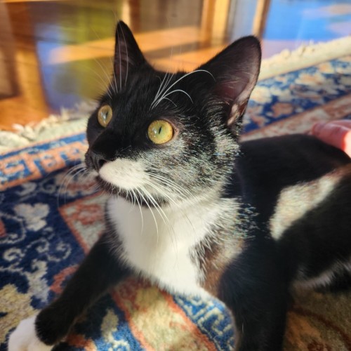 Fernando - Domestic Short Hair (DSH) Cat