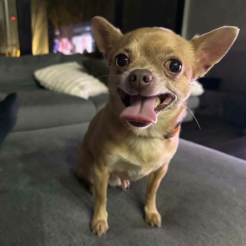 Tofu - Chihuahua Dog