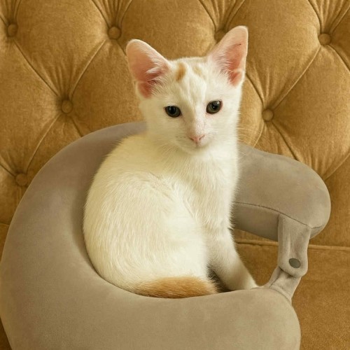 Crouton - Domestic Short Hair (DSH) Cat