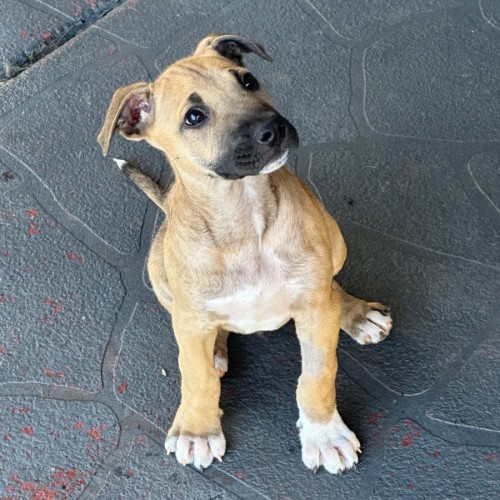 Reggie - Staffordshire Bull Terrier Dog