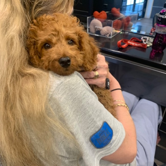 Photo of Little Sarge 