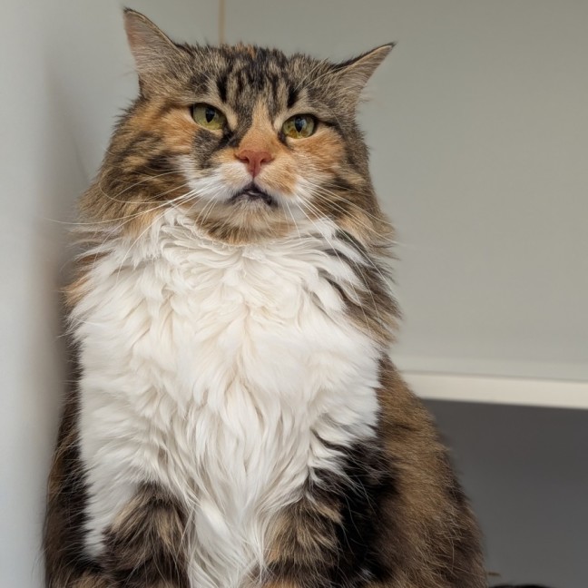 Photo of Tangelo