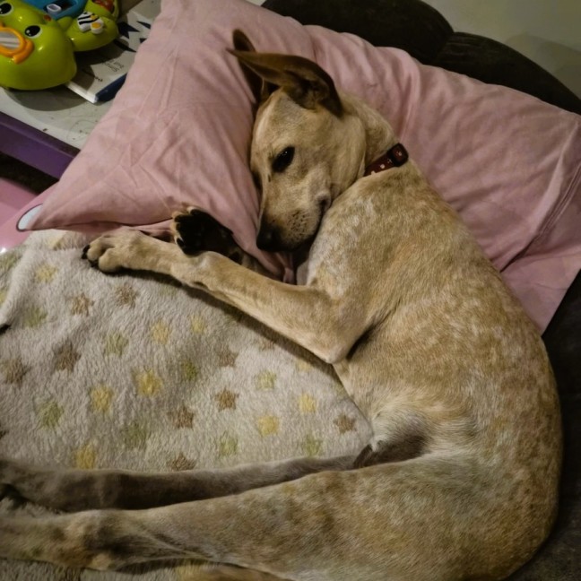 Photo of Phoebe