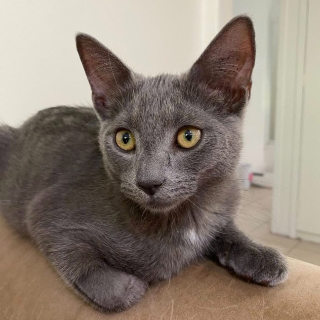 Photo of Mystery Saja