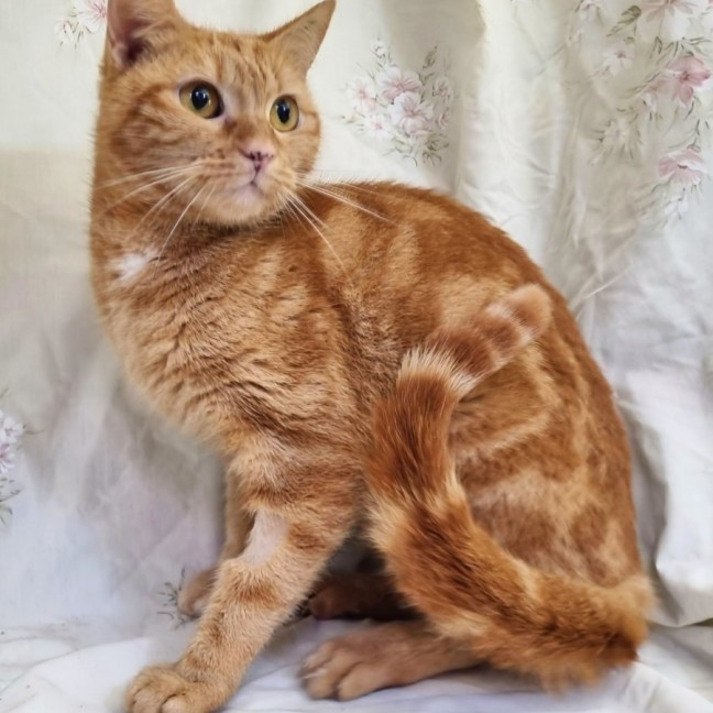 Photo of Citron