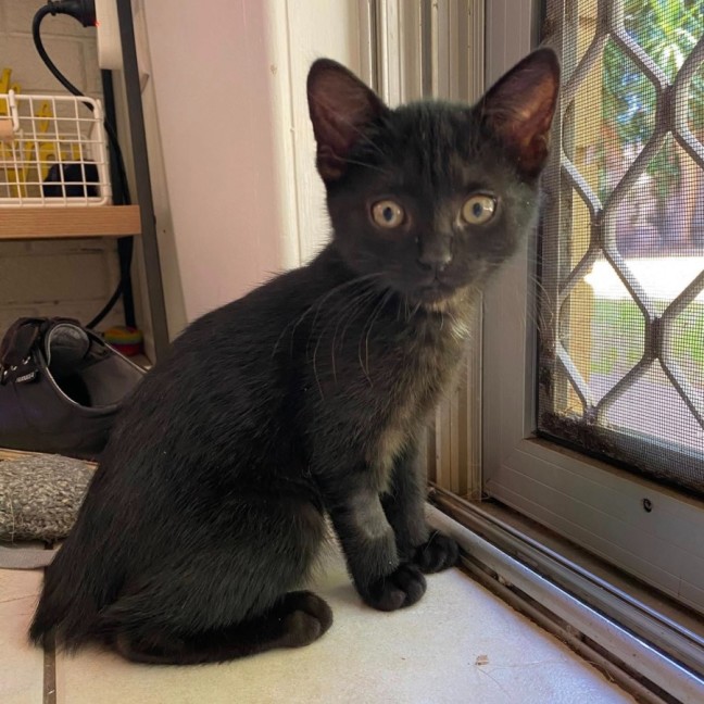 Photo of Posy