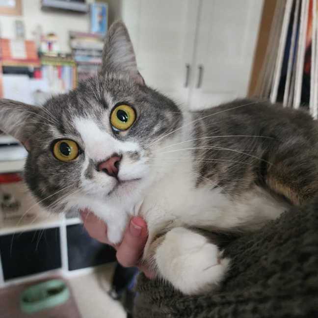 Photo of Paisley 