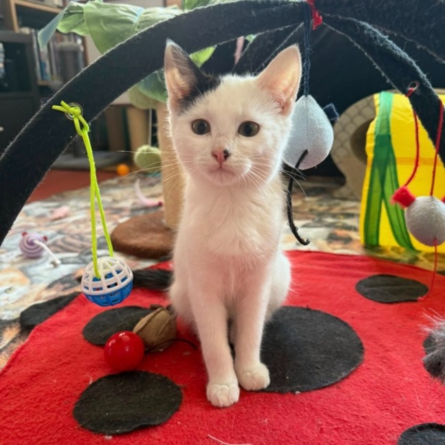 Photo of Pavarotti ** 2nd Chance Cat Rescue**