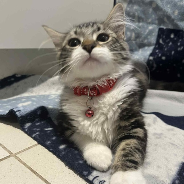 Photo of Gadget   Located In Pakenham