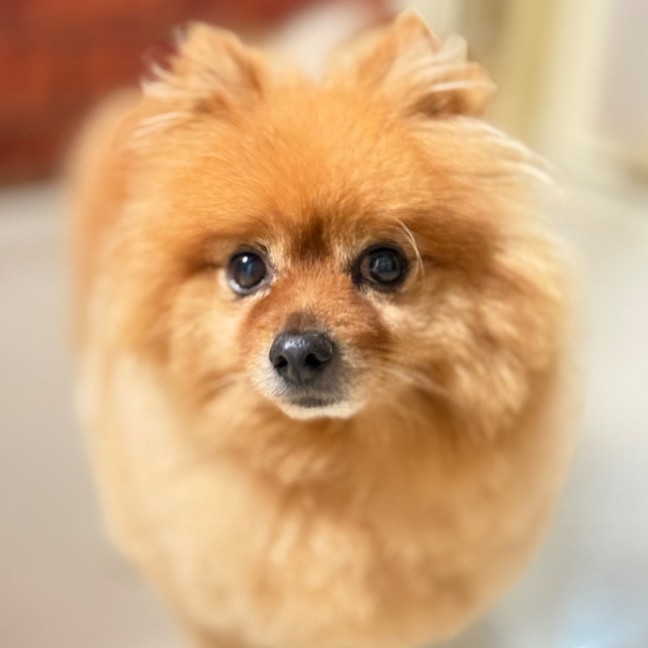 Photo of Ollie