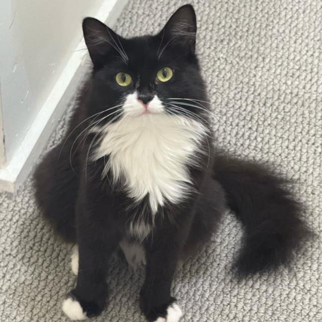 Photo of Kala (Lilo)