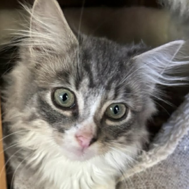 Photo of Oliver