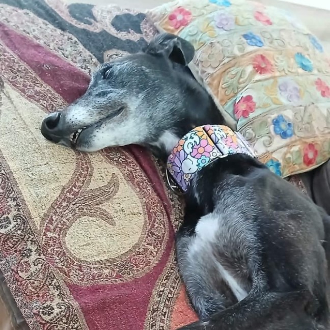 Photo of Audi, The Greyhound 