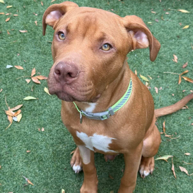 Photo of Bronson
