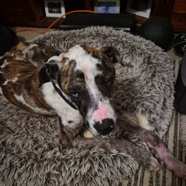 Photo of Hercules