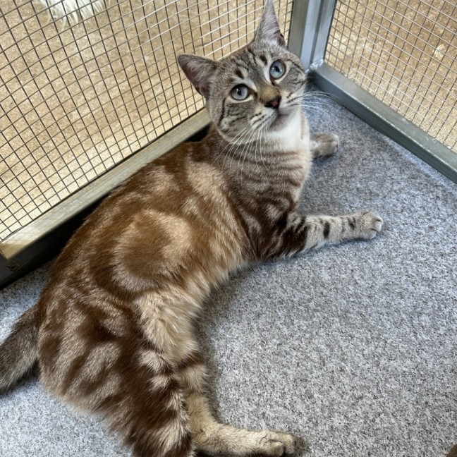 Photo of Jake The Bengal