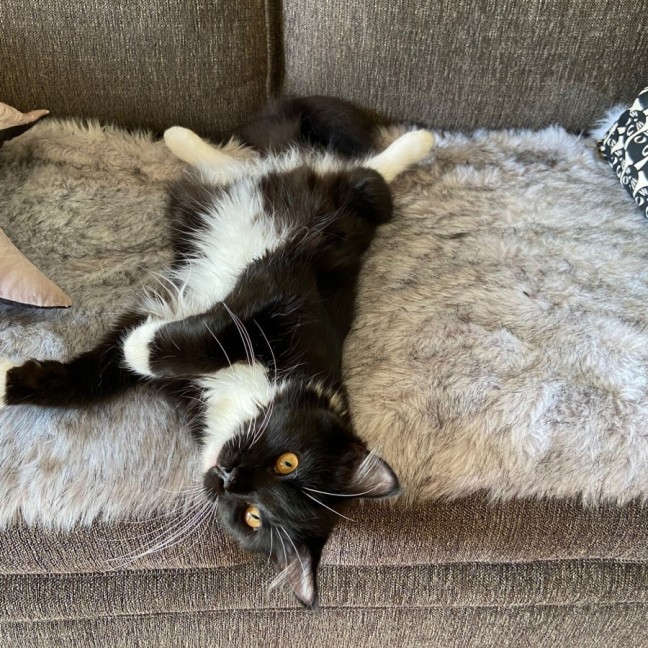 Photo of Tucker ^^Dandy Cat Rescue^^
