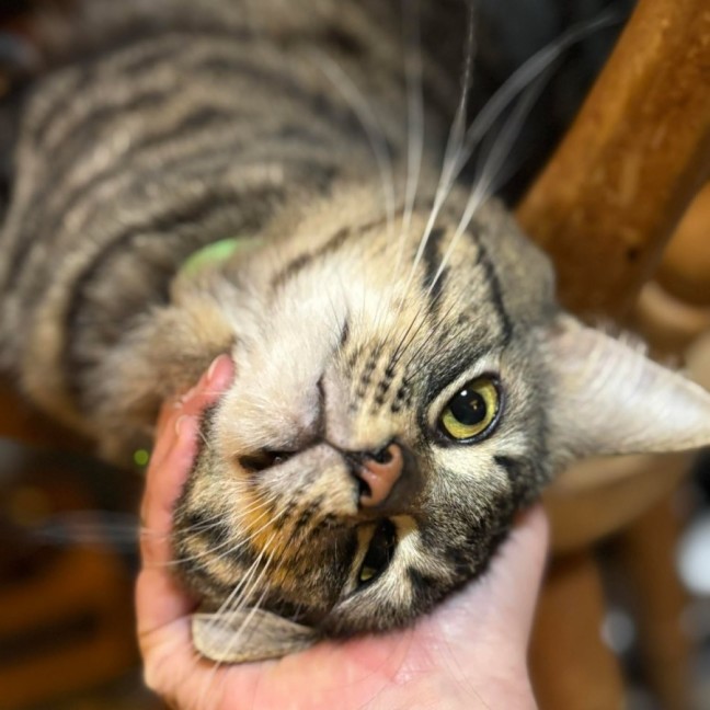 Photo of 🥔 Spud 🥔