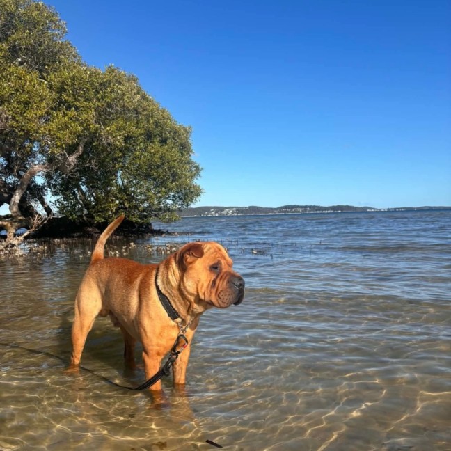 Photo of Simba