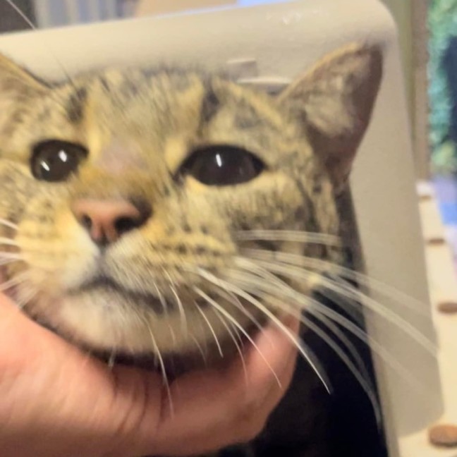 Photo of Cleo