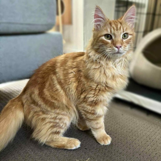 Photo of Officer Beanie Small Cat 🧡